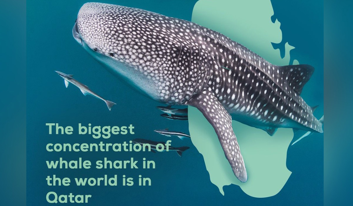 Whale shark